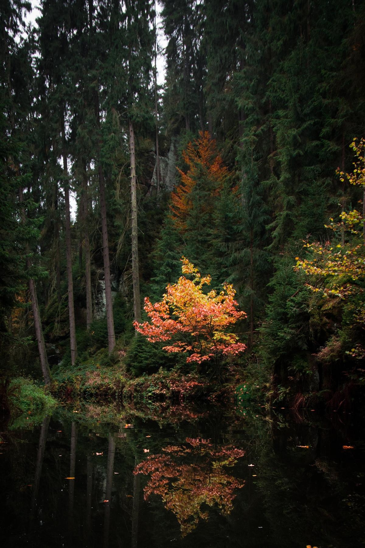 hinterhermsdorf-klamm-saechsische-schweiz-herbst-1