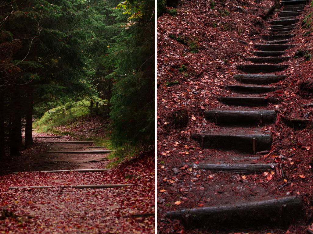 saechsische-schweiz-wald-herbstlaub-hinterhermsdorf